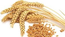 Wheat